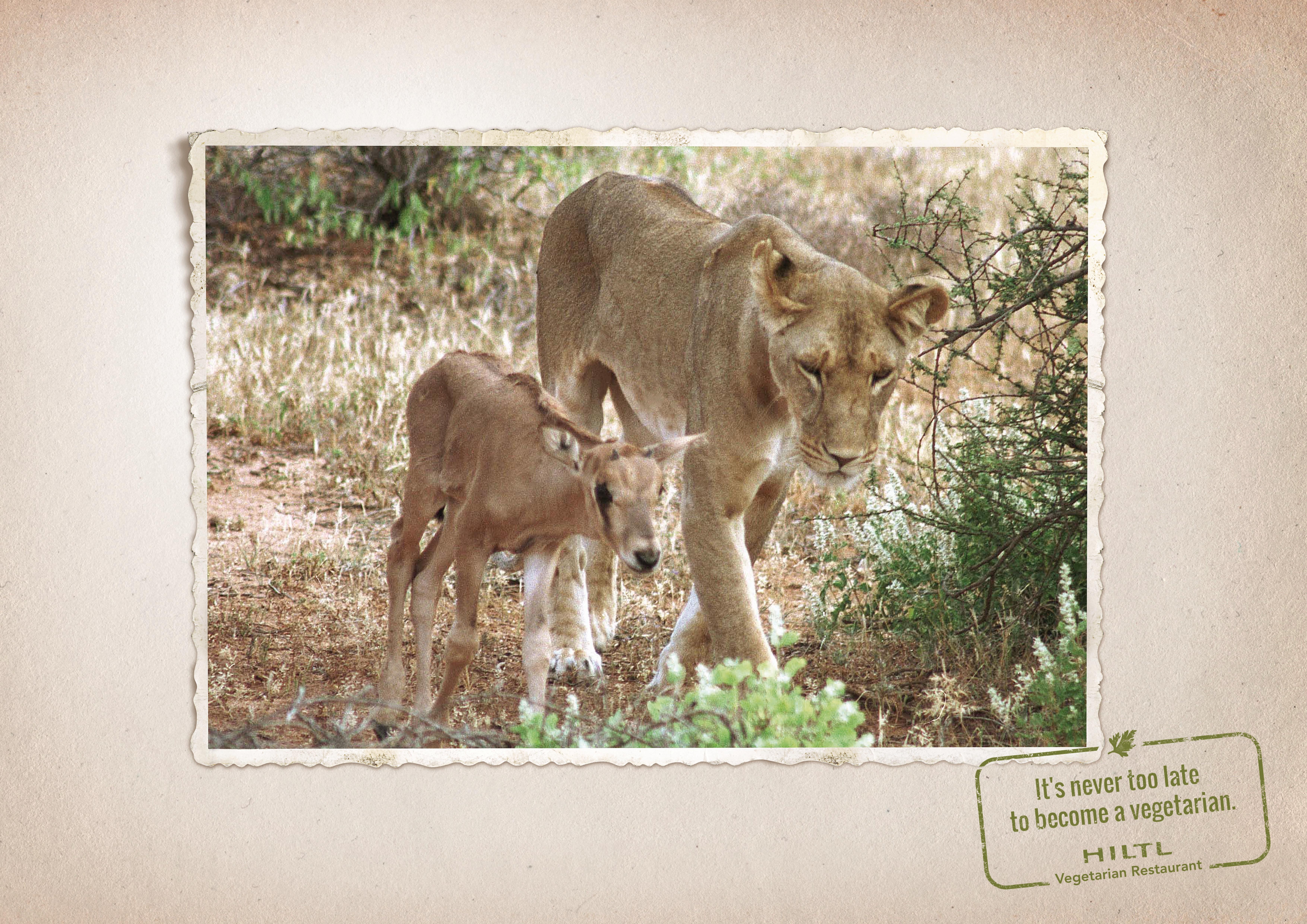 Львица Камуньяк. Львица и антилопа. Национальный заповедник Самбуру львица. Животный инстинкт