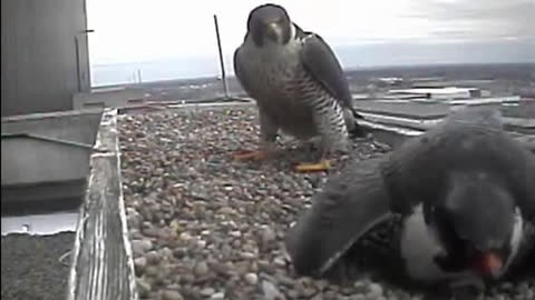 #CEFALCONS