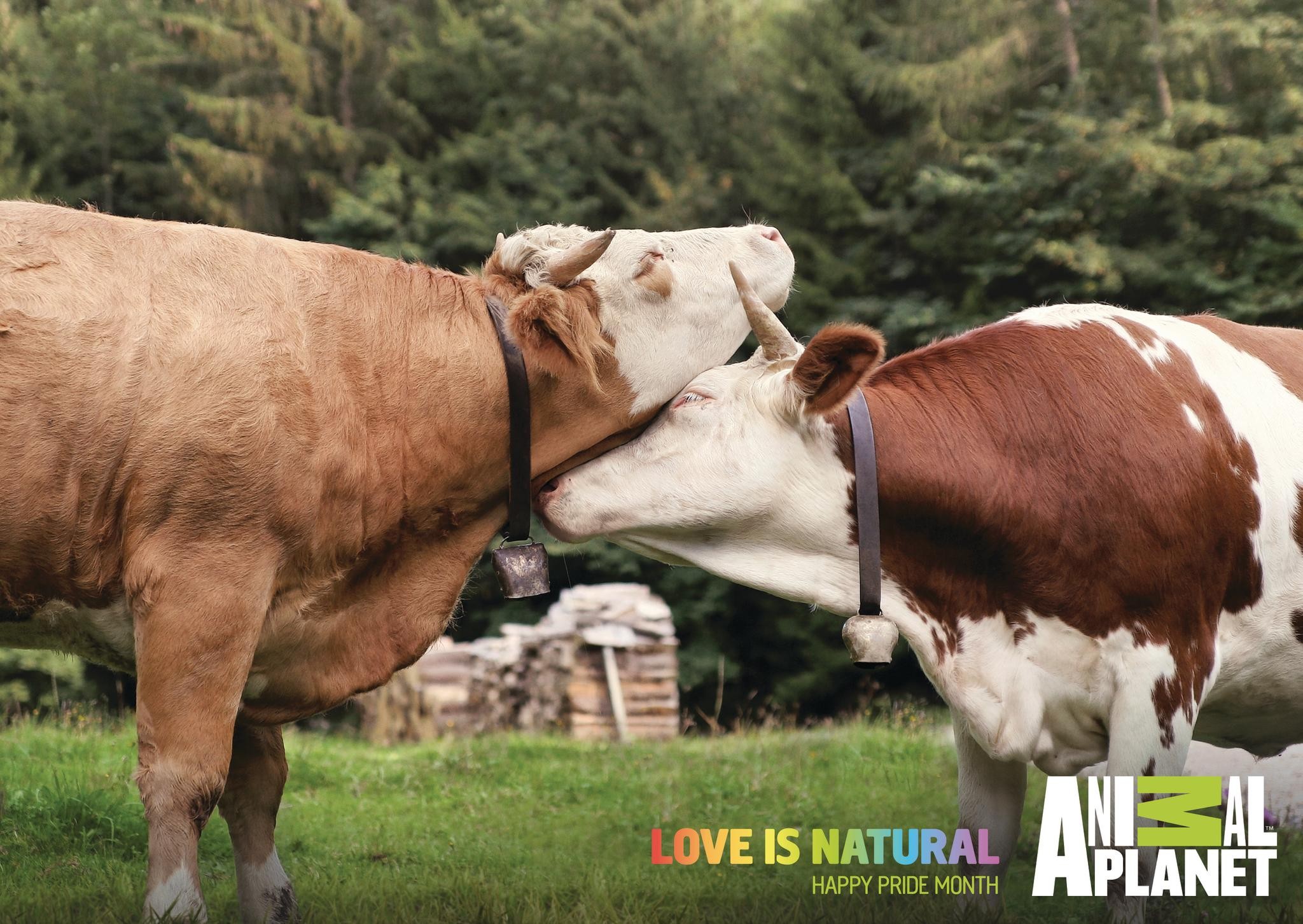 Animal Planet "Love Is Natural"