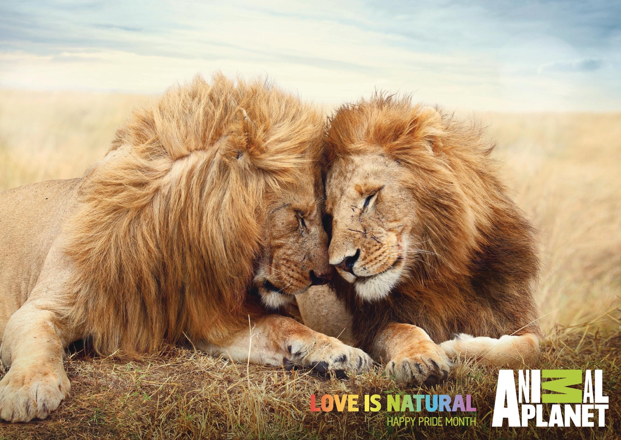 LOVE IS NATURAL - LIONS