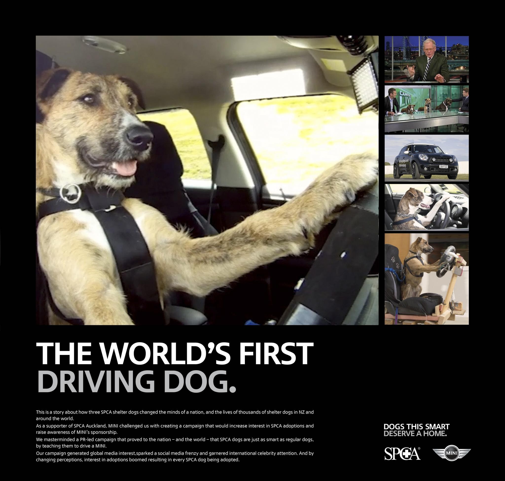 DRIVING DOGS