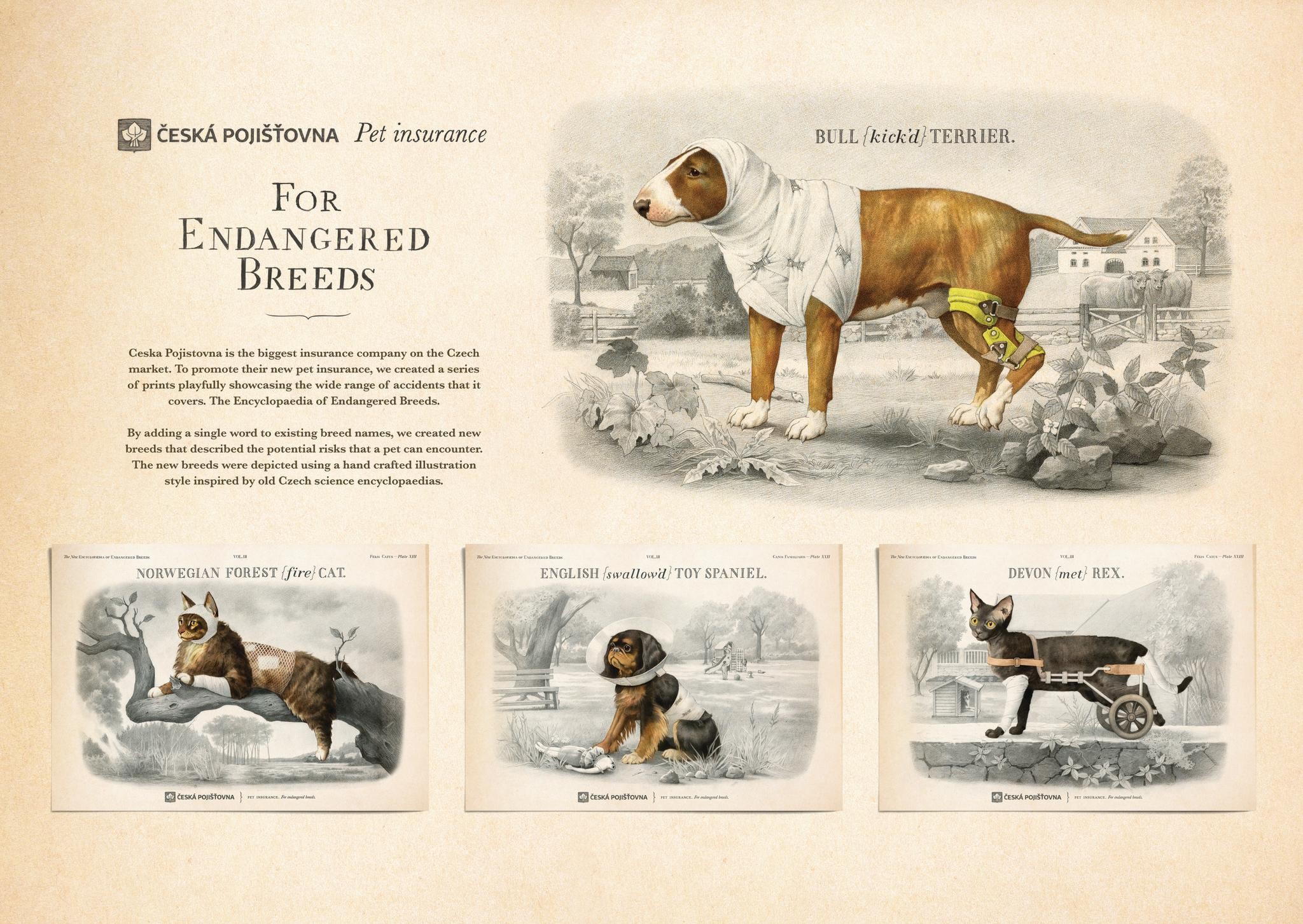 For Endangered Breeds - Bull Terrier