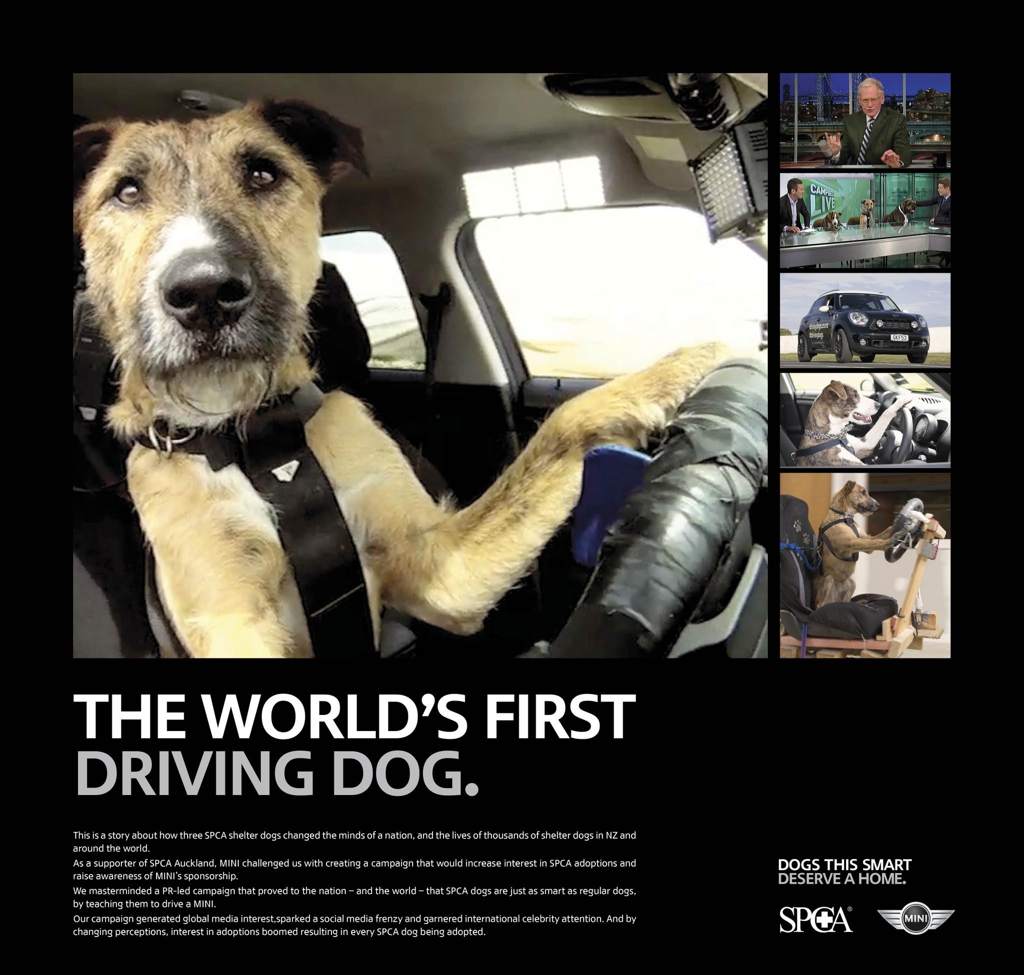 DRIVING DOGS