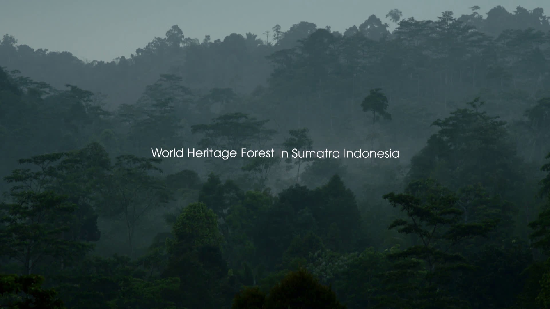 PROJECT FOR FOREST CONSERVATION IN SUMATRA