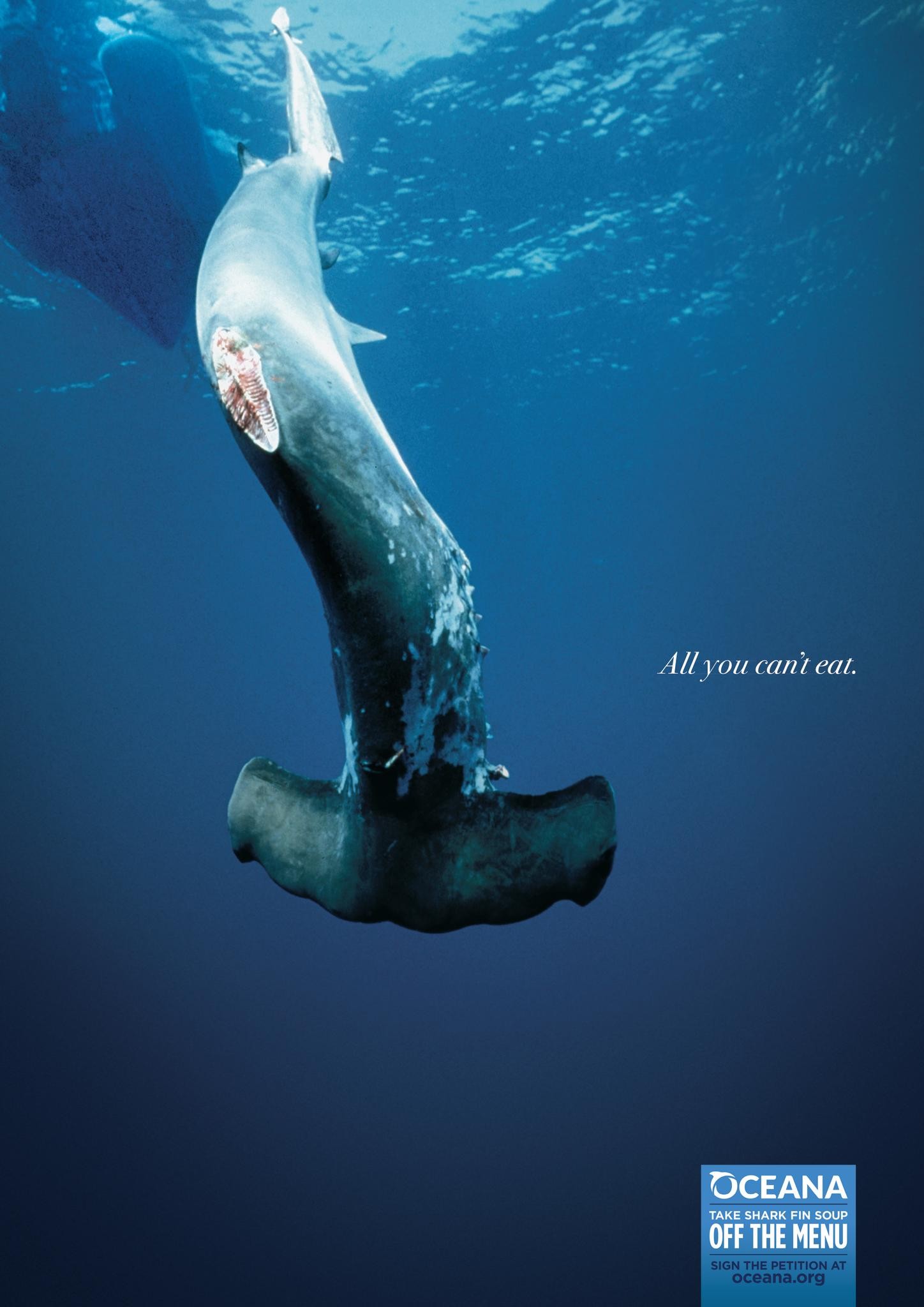 SHARK FINNING AWARENESS CAMPAIGN. OCEANA IS AN OCEAN CONSERVATION NON-PROFIT WWW.OCEANA.ORG