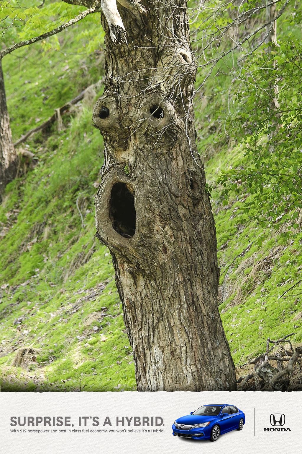 Surprise, it's a hybrid - Surprised Tree