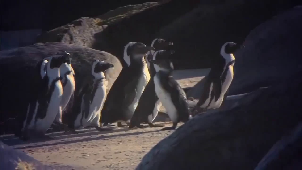 THE PENGUIN RUN