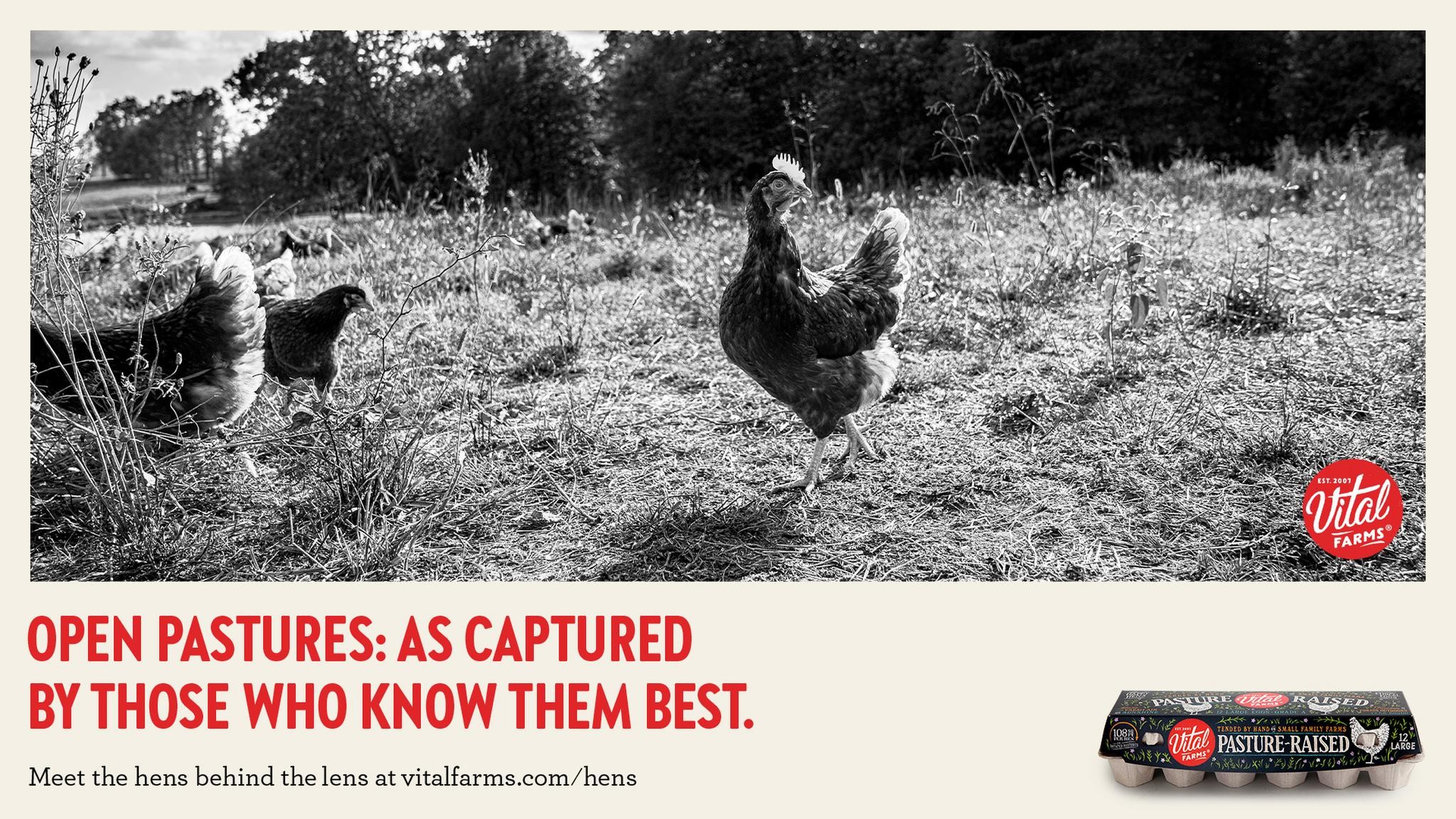 HENS BEHIND THE LENS