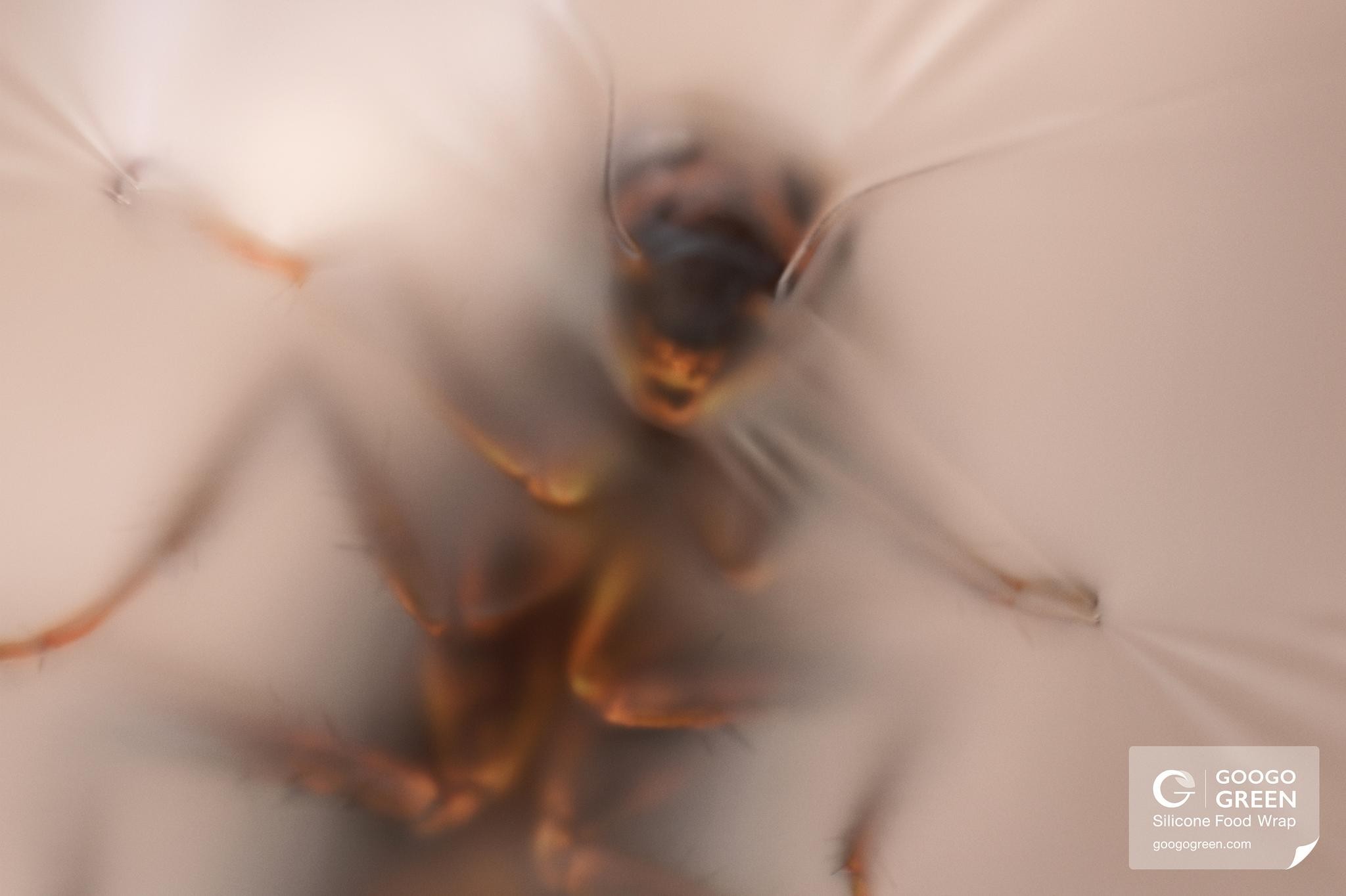 COCKROACH | Entry | THE WORK