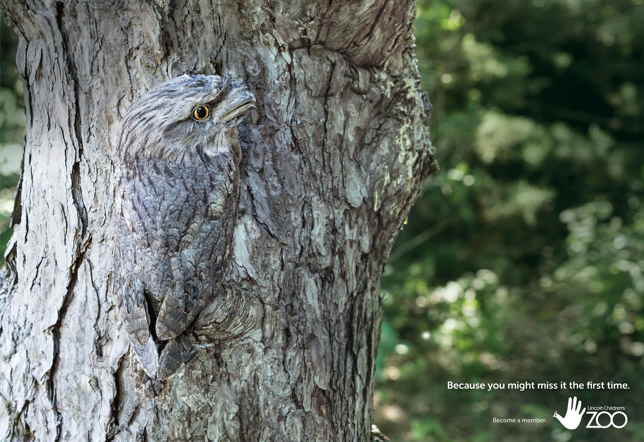 Tawny Frogmouth Poster