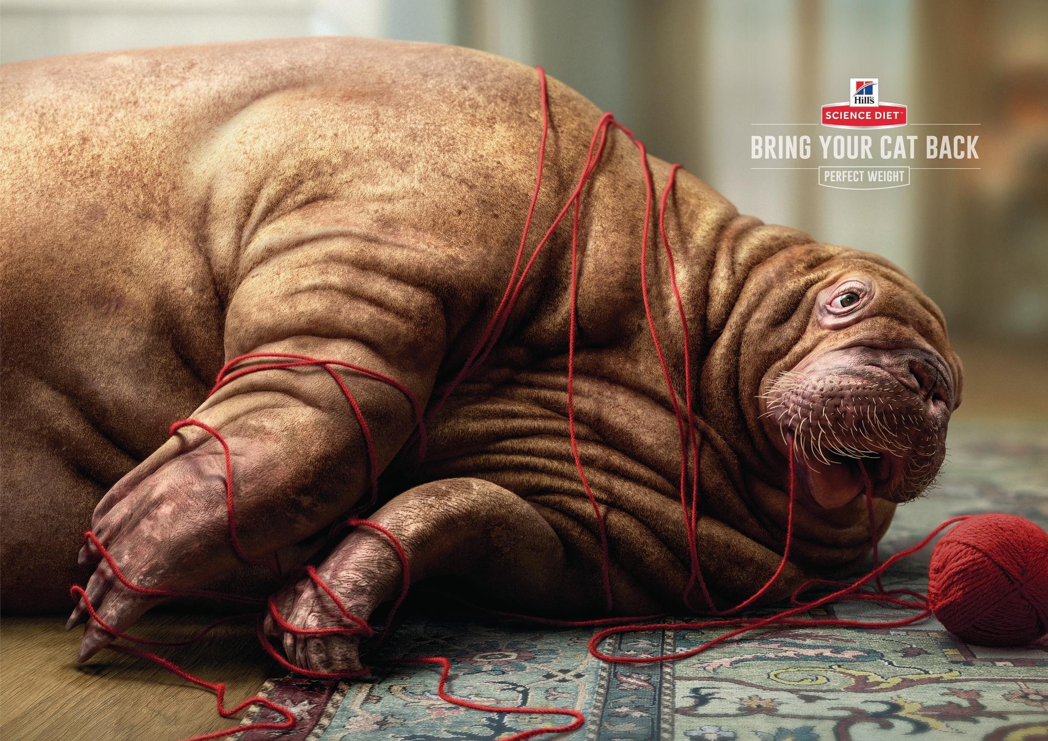 BRING YOUR PET BACK - WALRUS