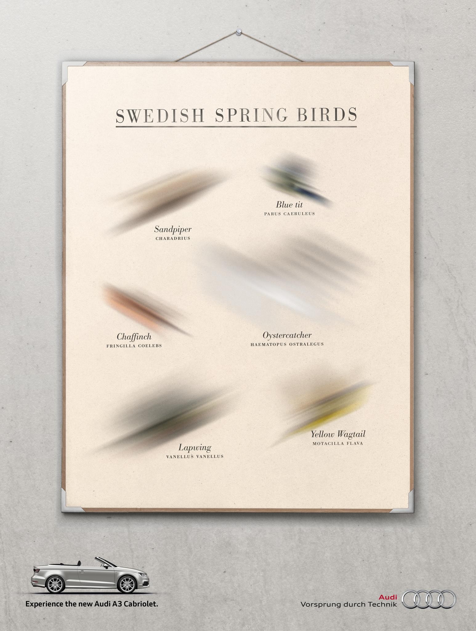 SWEDISH SPRINGBIRDS