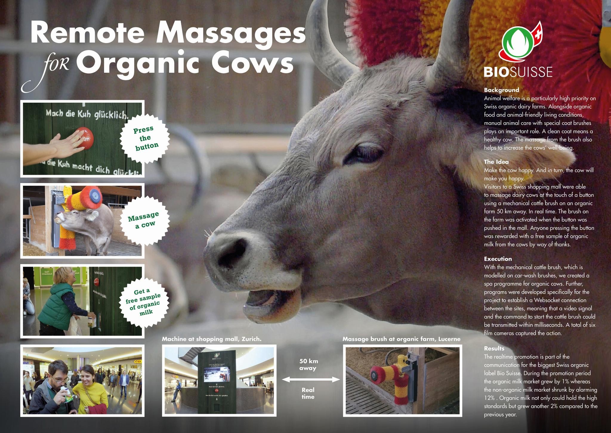 Remote massages for organic cows