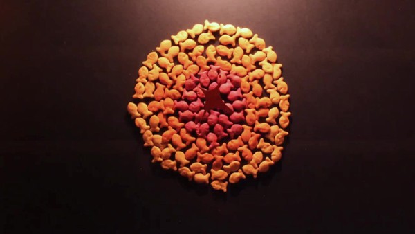Goldfish Animation Xperience