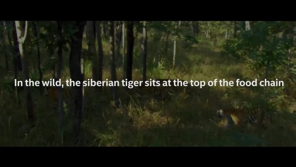 The Last Siberian Tiger