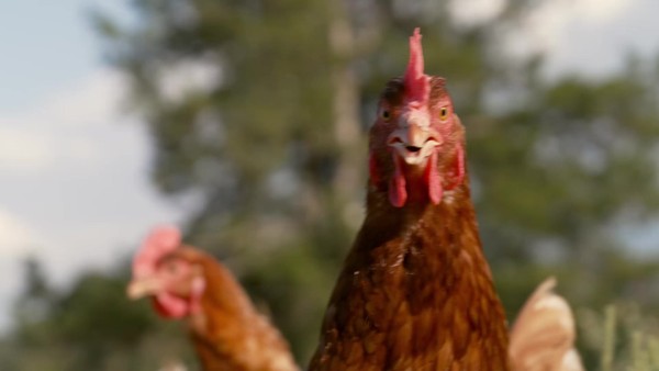 HENS BEHIND THE LENS