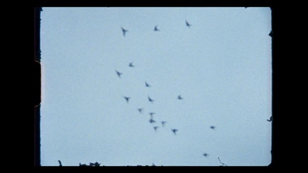 Pigeons - Carling Documentaries