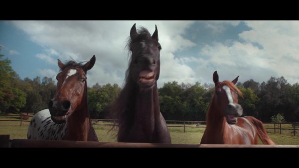 LAUGHING HORSES (TVC)